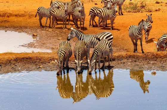 5 Day Amboseli Naivasha Mara Safari