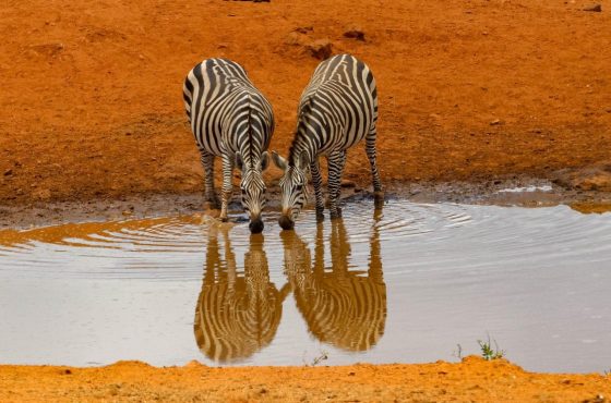 6 Days Amboseli, Lake Nakuru & Masai Mara Budget Safari