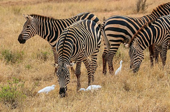 7 Day Amboseli, Naivasha, Hells Gate, Nakuru & Masai Mara Safari