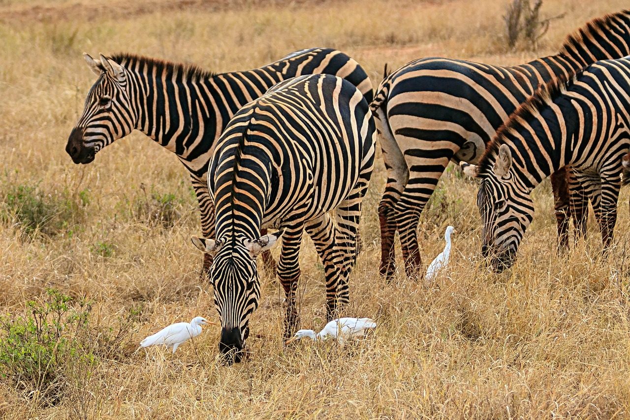 Kenya Safaris