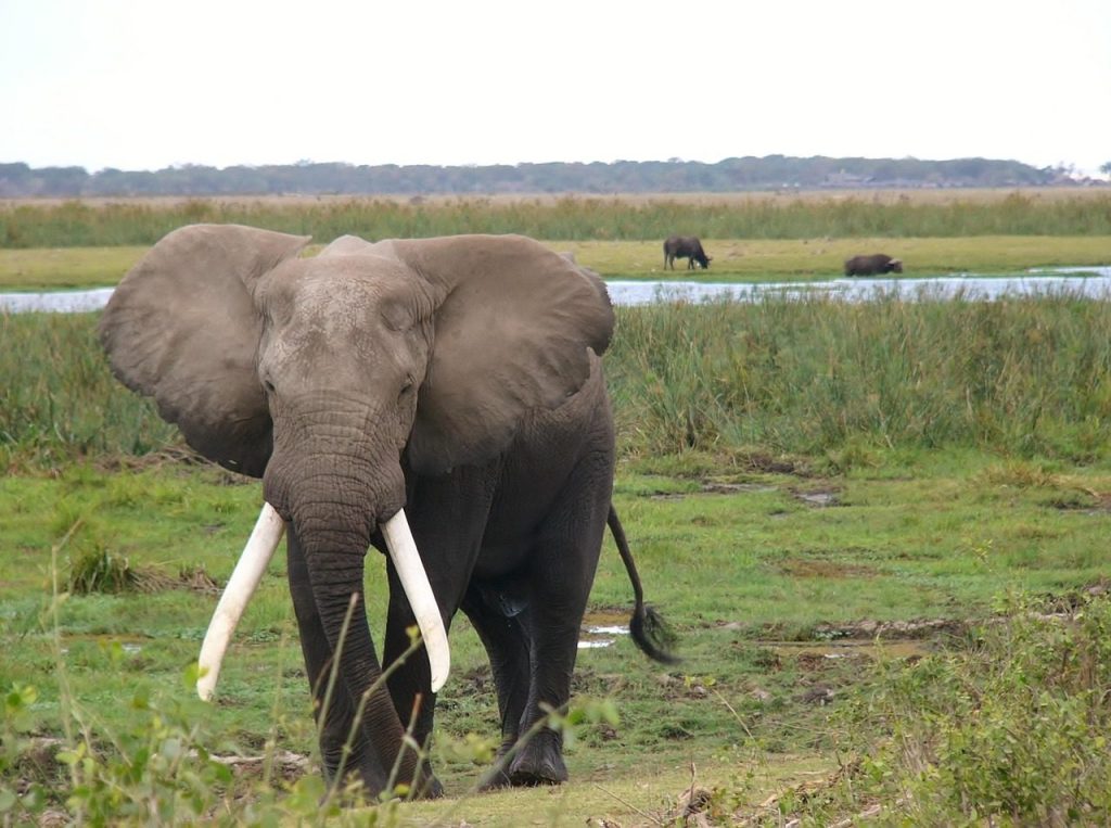 Amboseli