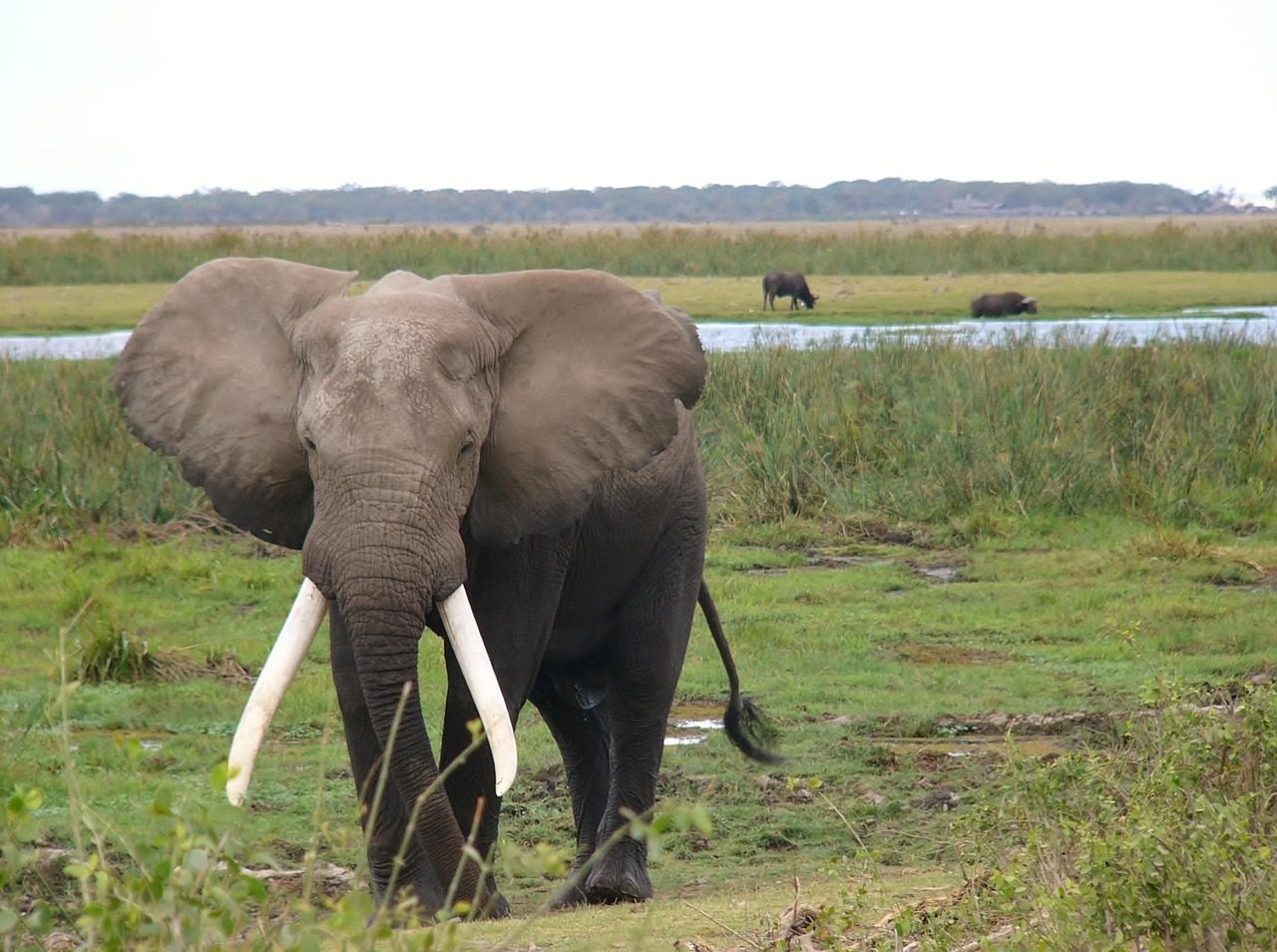 Amboseli