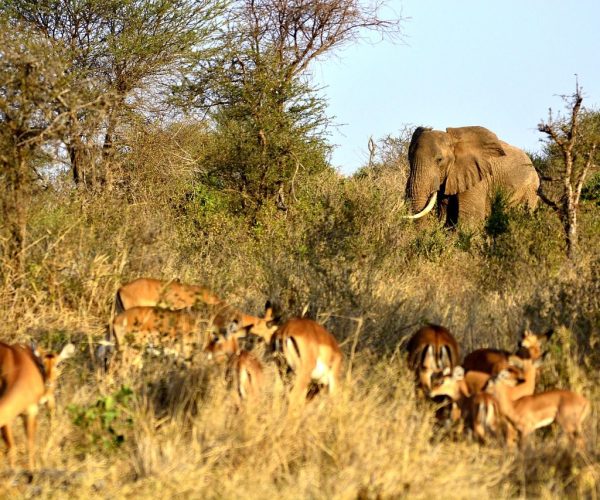 Amboseli Elephants
