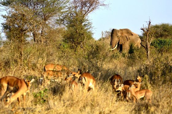 3 Days Amboseli Luxury Flying Safari