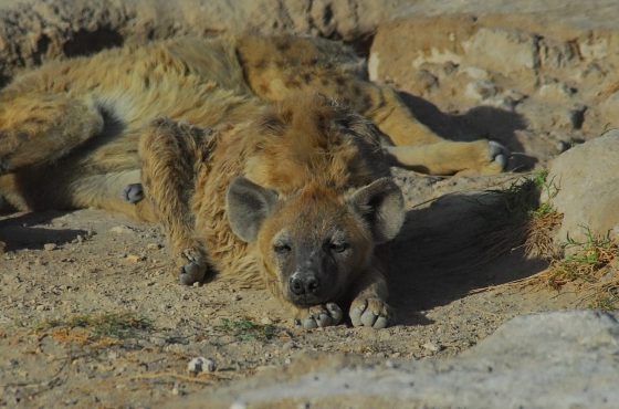10 Days Masai Mara, Lake Nakuru, Lake Naivasha, Amboseli, Tsavo East & Diani Beach Tour