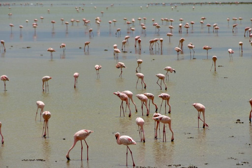 Amboseli landscape