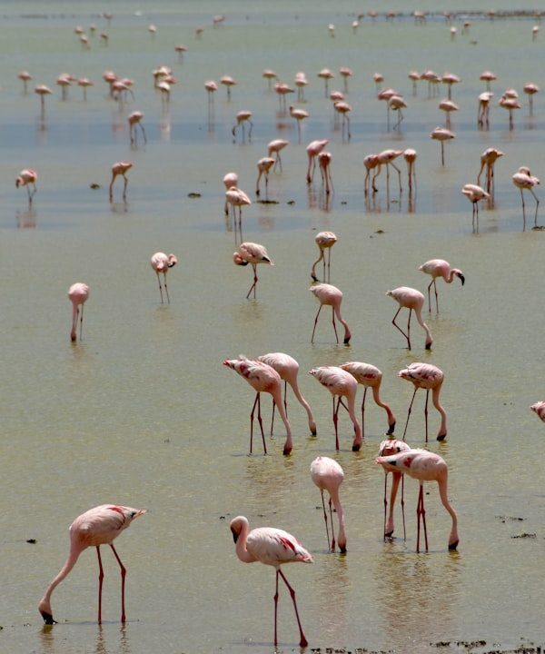 Amboseli landscape