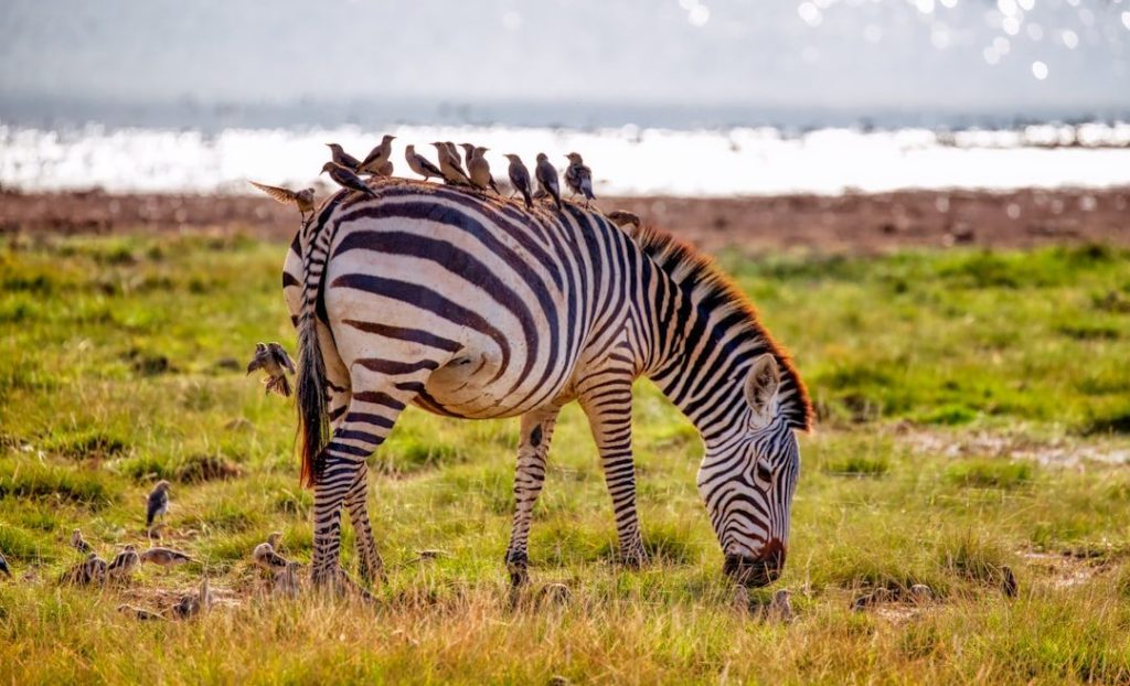 Amboseli landscape