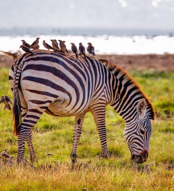 Amboseli landscape