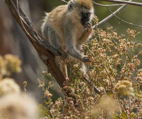 6 Days Manyara, Serengeti, Ngorongoro & Tarangire Safari