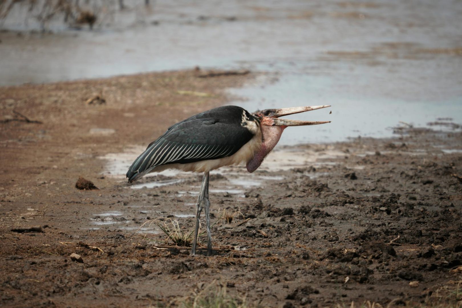 Tanzania Safaris