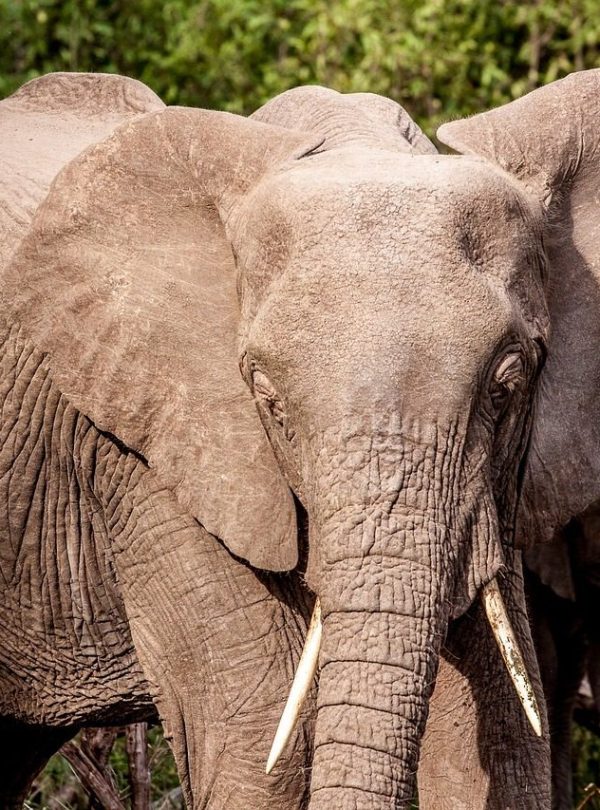 Lake Manyara elephants
