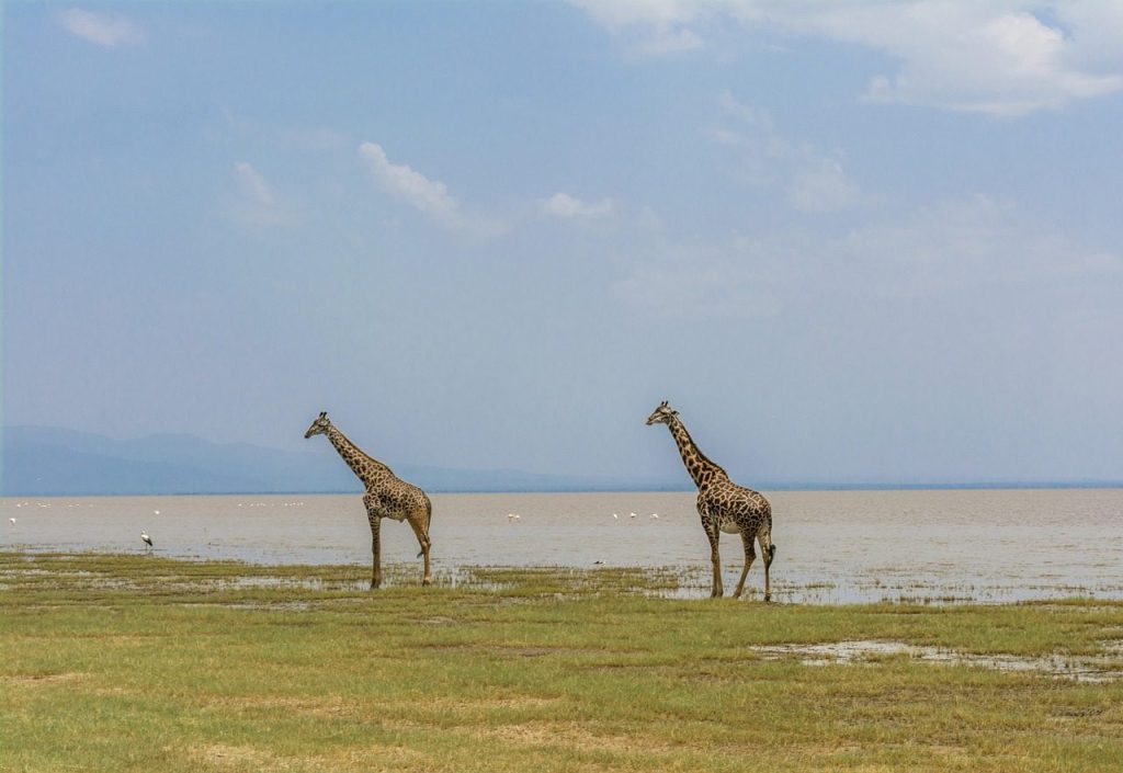 Lake Manyara giraffe - 10 Days Best of Combined Kenya & Tanzania Safari Adventure