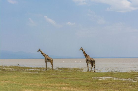 10 Days Masai Mara, Lake Nakuru, Manyara, Ngorongoro, Serengeti & Tarangire Safari