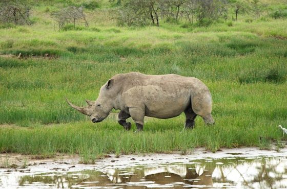 7 Days Kenya Bush Honeymoon: Masai Mara, Lake Nakuru, Naivasha & Nairobi