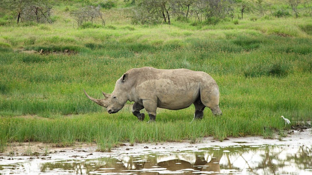 Lake Naivasha