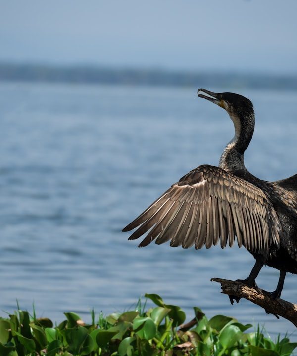 Lake Naivasha water