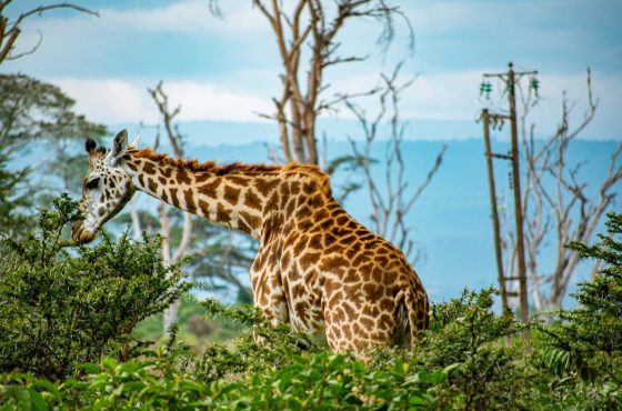 5 Days Masai Mara, Lake Nakuru & Naivasha Camping Safari