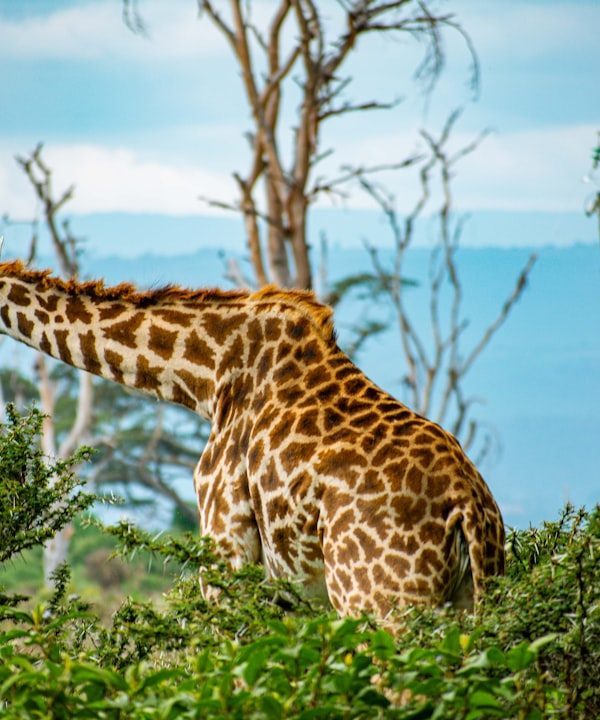 Naivasha lakeside