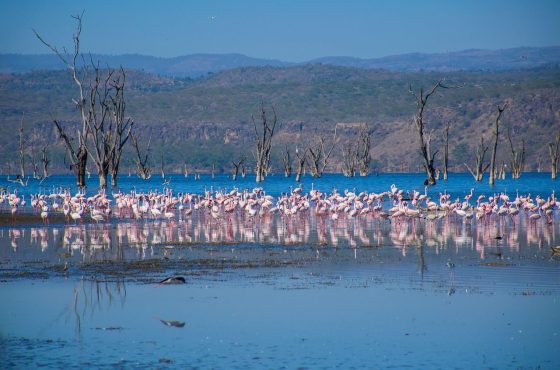 5 Day Lake Nakuru & Masai Mara Camping Adventure