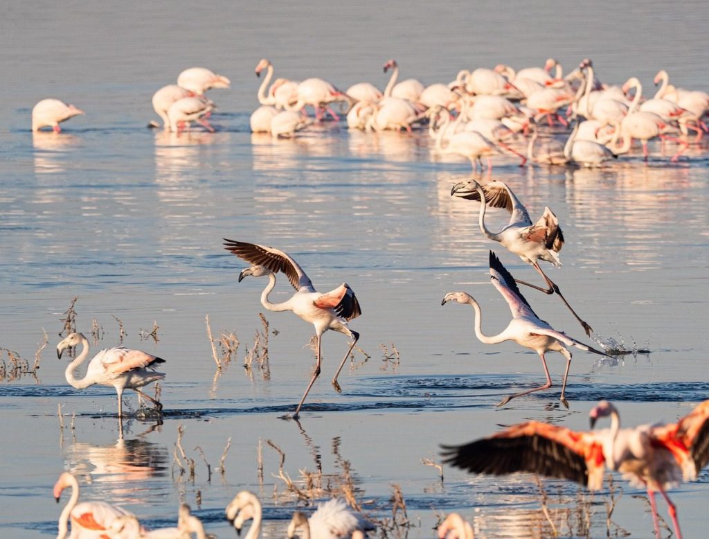 Lake Nakuru flamingos