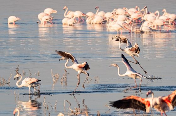 6 Days Samburu, Lake Nakuru & Masai Mara Budget Adventure
