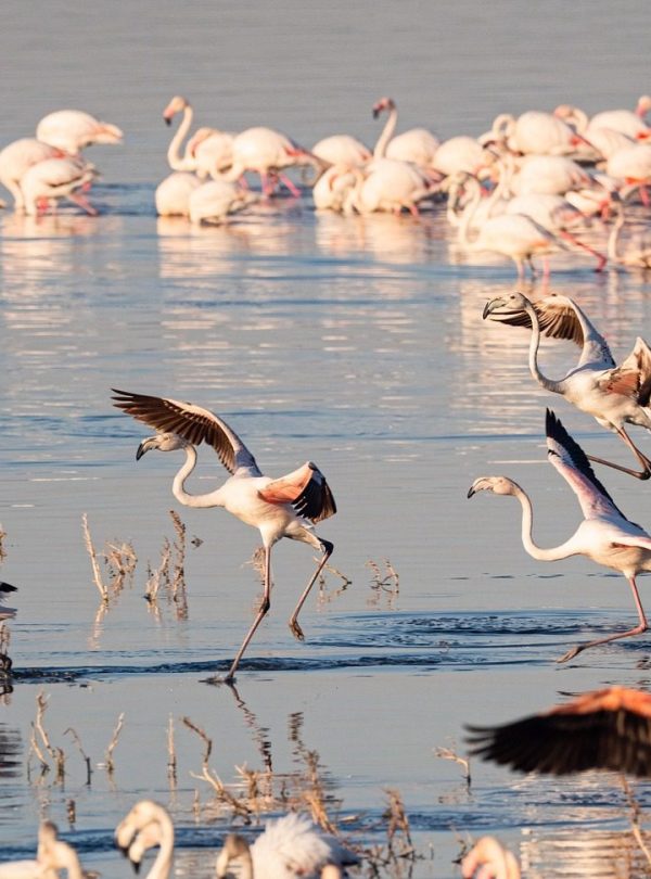 Lake Nakuru flamingos