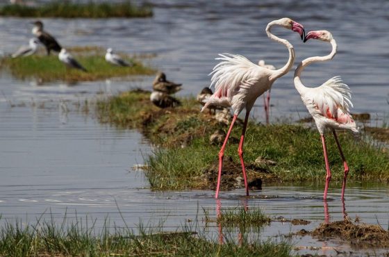 Lake Nakuru National Park Day Trip