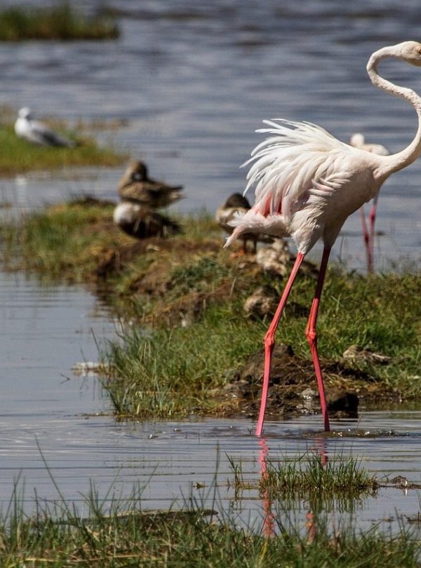 Lake Nakuru