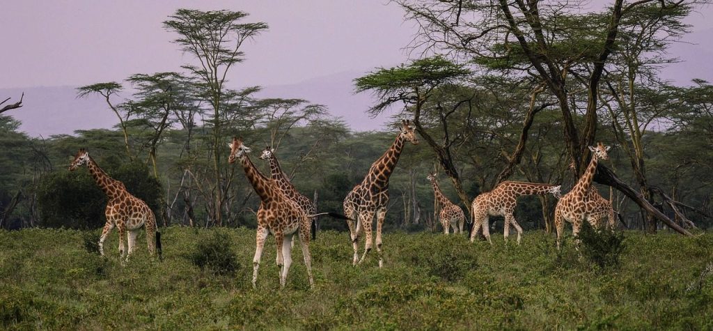 Lake Nakuru wildlife