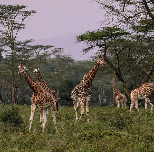Lake Nakuru wildlife