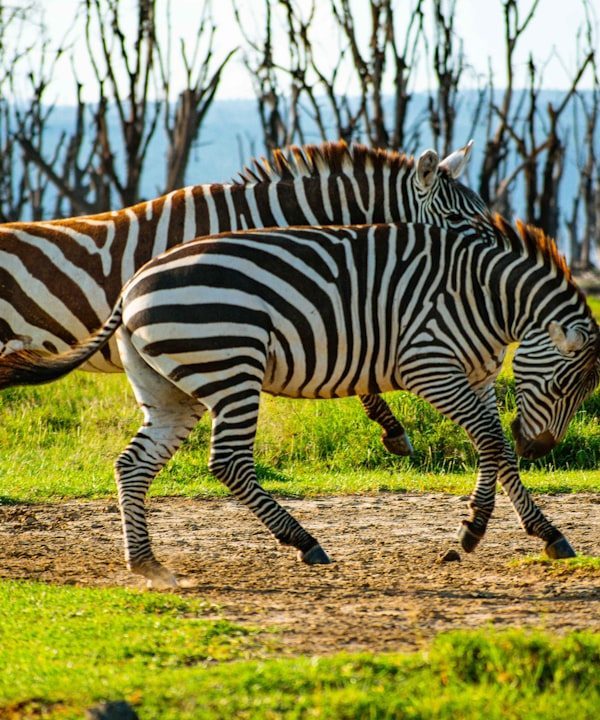 Lake Nakuru day trip