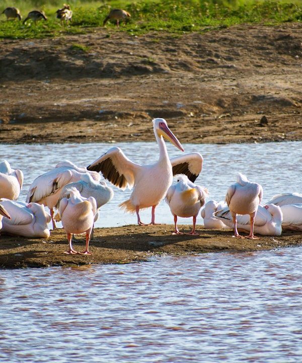 Lake Nakuru views