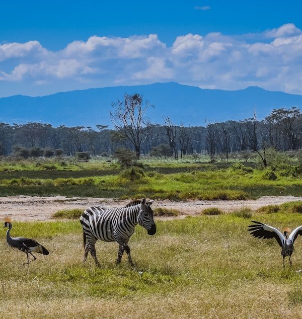 Lake Nakuru landscape