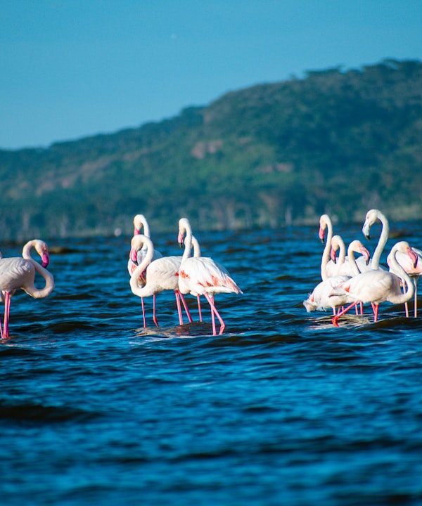 Lake Nakuru landscape