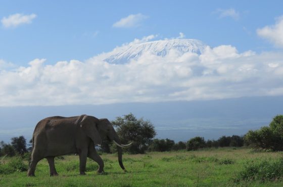 8 Days Mt Kilimanjaro Climbing: Shira Route