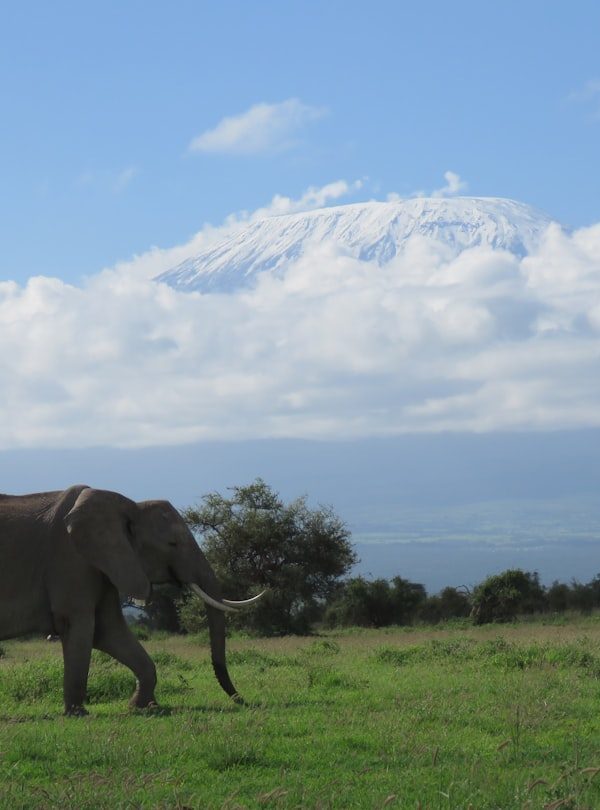 Mt Kilimanjaro trekking - 8 Days Mt Kilimanjaro Climbing: Rongai Route