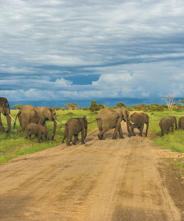 Kilimanjaro landscape - 8 Days Amboseli, Lake Manyara, Serengeti, Ngorongoro & Tarangire Budget Safari