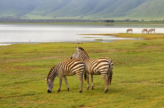 4 Days Serengeti National Park & Ngorongoro Safari