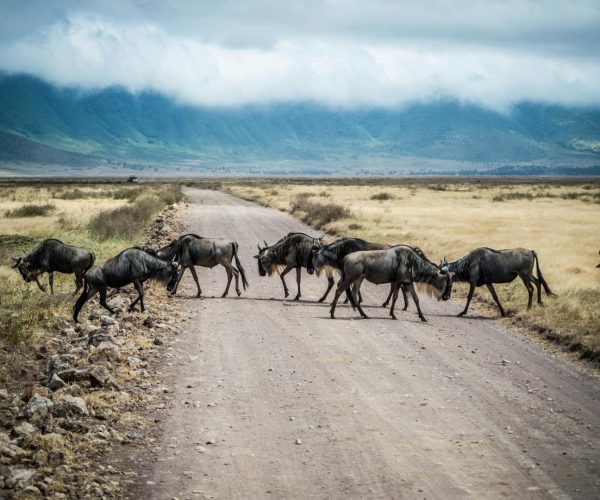 Ngorongoro Morning