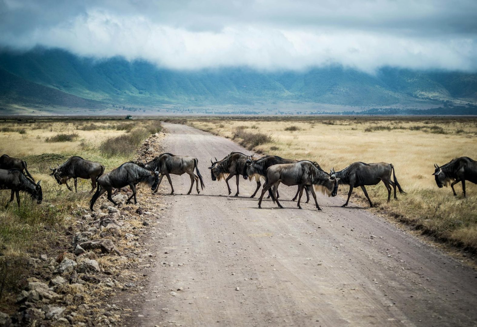 Ngorongoro