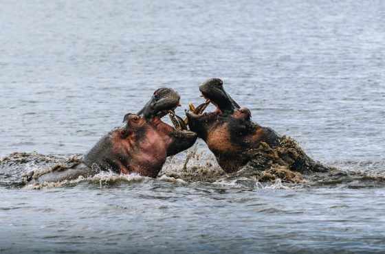 3 Days Ngorongoro Crater Tanzania Safari