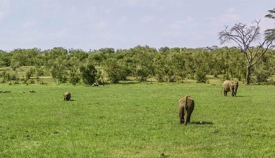 5 Days Ol Pejeta Conservancy & Samburu Honeymoon Safari