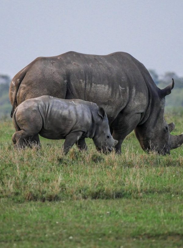 Rhino conservancy