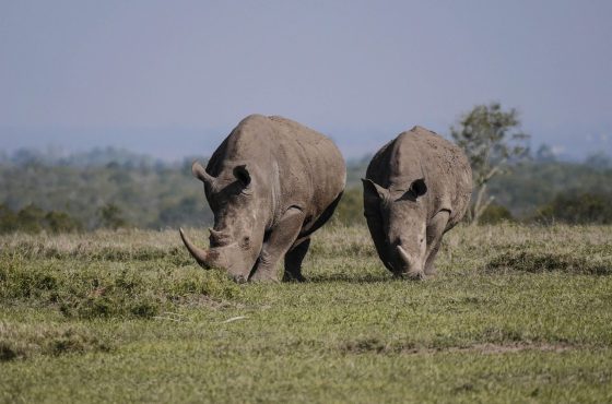 3 Days Ol Pejeta & Aberdares Flying Safari