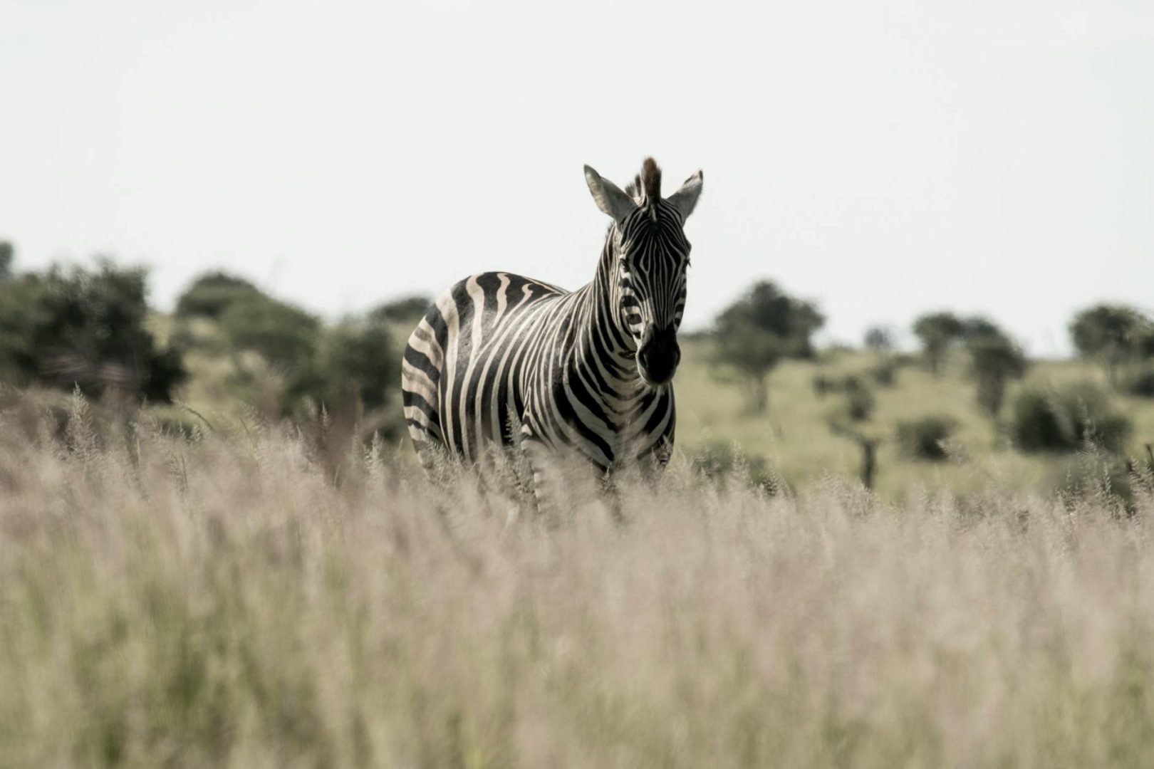 Serengeti