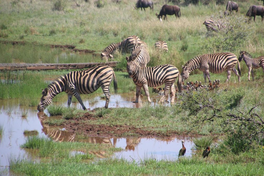 Serengeti herd