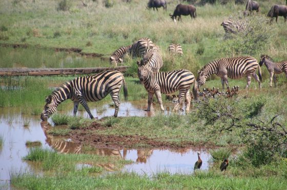 8 Days Lake Nakuru, Masai Mara, Serengeti, Ngorongoro & Lake Manyara Safari
