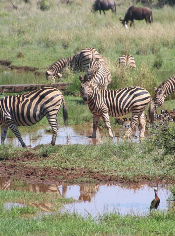 Serengeti herd