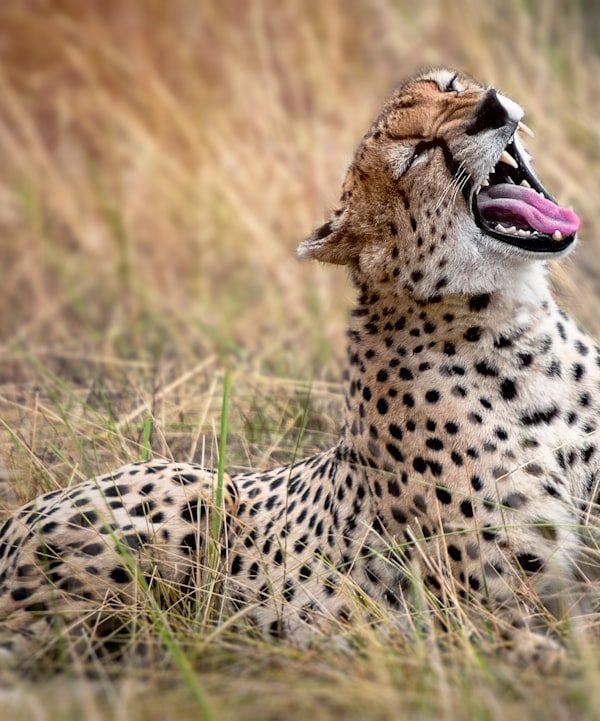 Serengeti wildlife - 6 Days Masai Mara, Serengeti & Ngorongoro Migration Safari